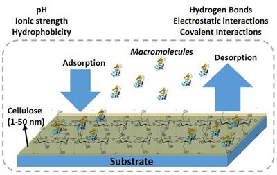 Cellulose Nano-Films as Bio-Interfaces